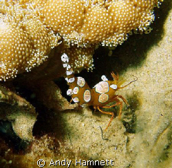 Hollowback Shrimp by Andy Hamnett 